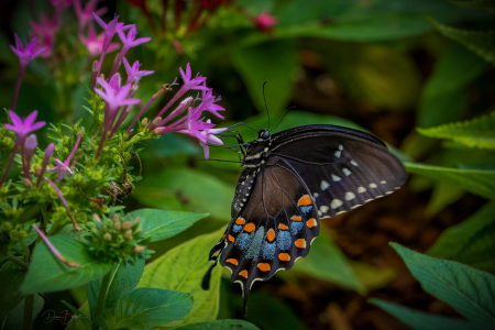 Purdy Butterfly House, Huntsville Botanical Gardens