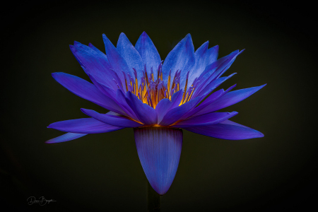 Blue Water Lily