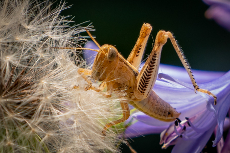 The Grasshopper And Dandelion Seeds