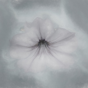Purple Petunia In B&W