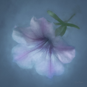 Purple and White Petunia