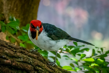 Red Capped Cardinal