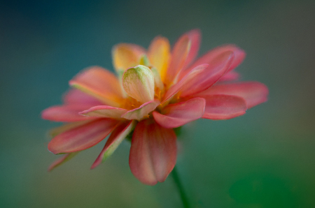 Cheekwood Gardnes