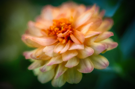Cheekwood Gardnes