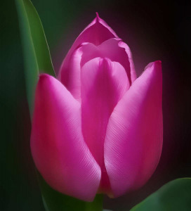 A Pink Velvet Tulip
