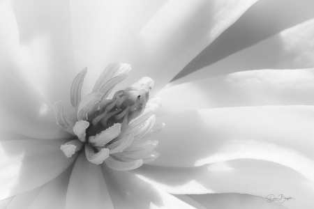Cheekwood In Bloom