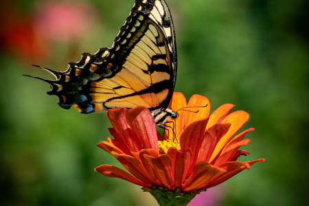 ANGELS OF THE FLOWERS