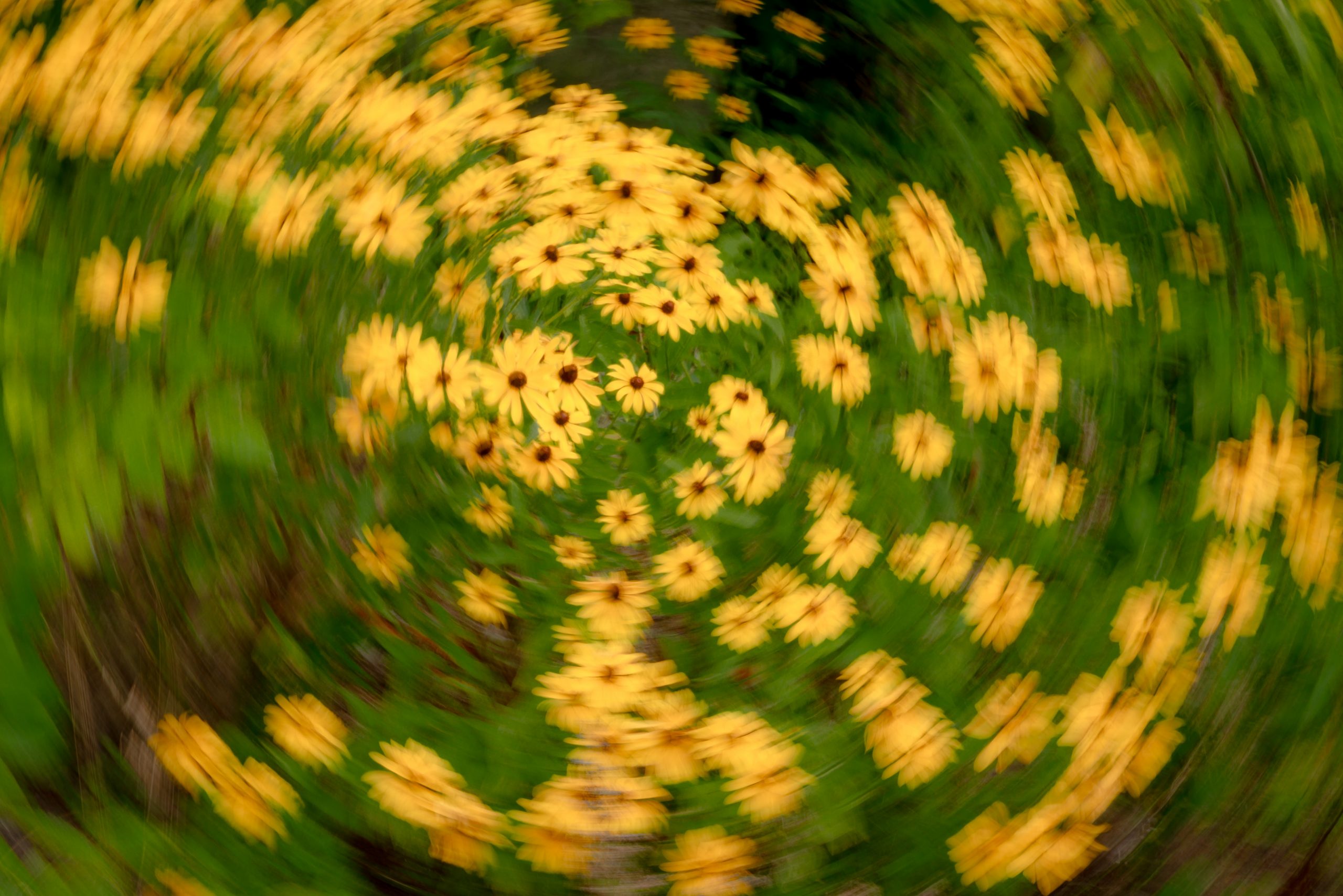 Spinning Daisies