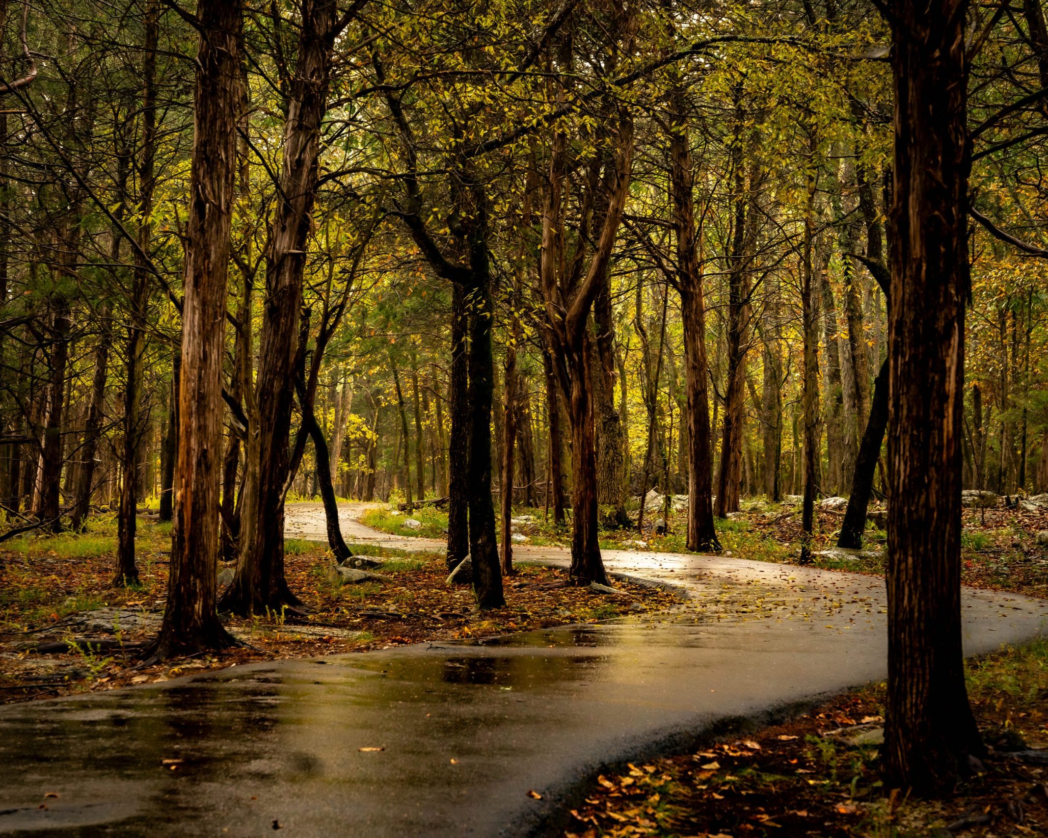 Couchville Lake Loop Trail - Long Hunter State Park, TN